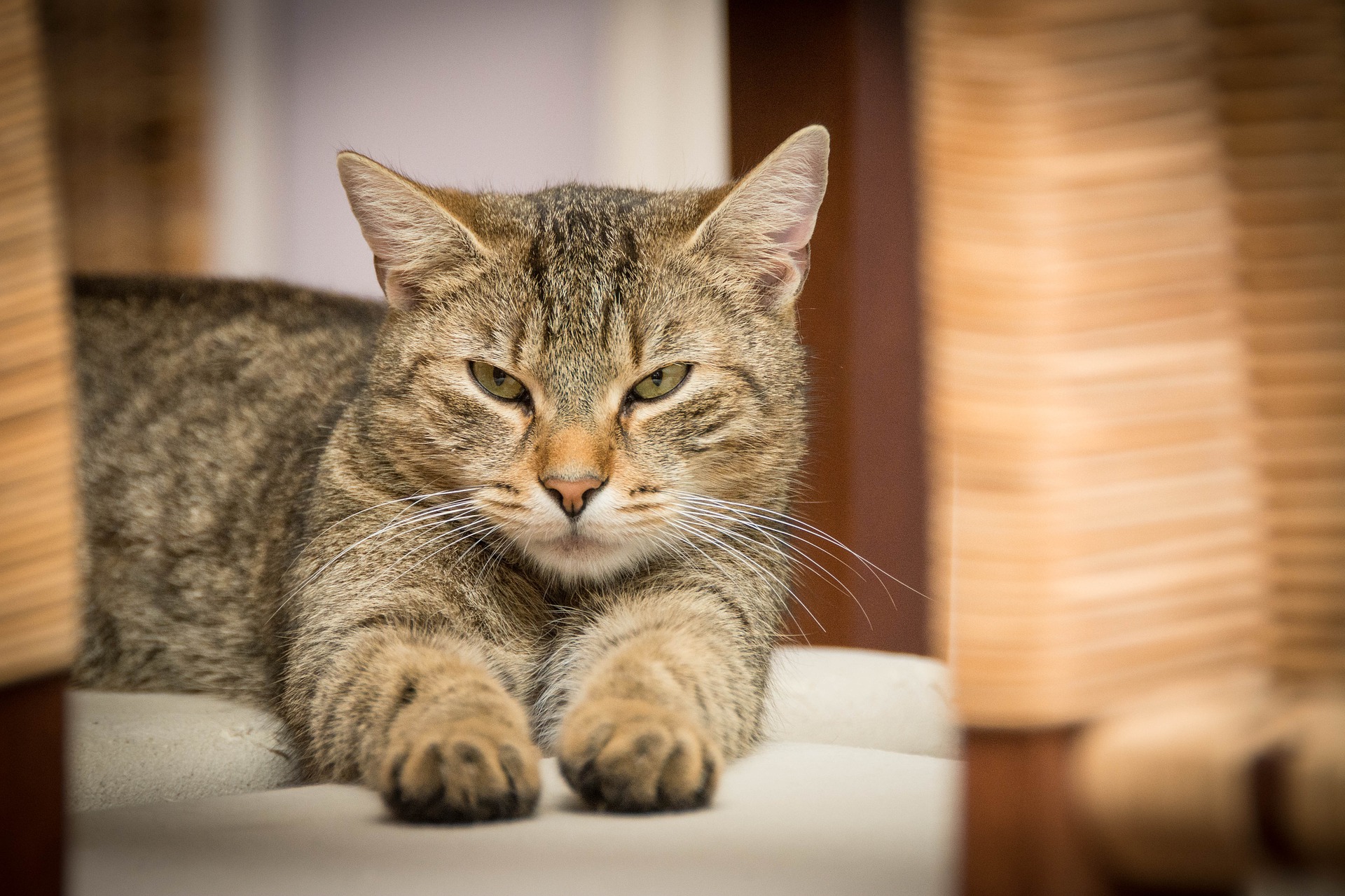 A cat with its front legs stretched forward