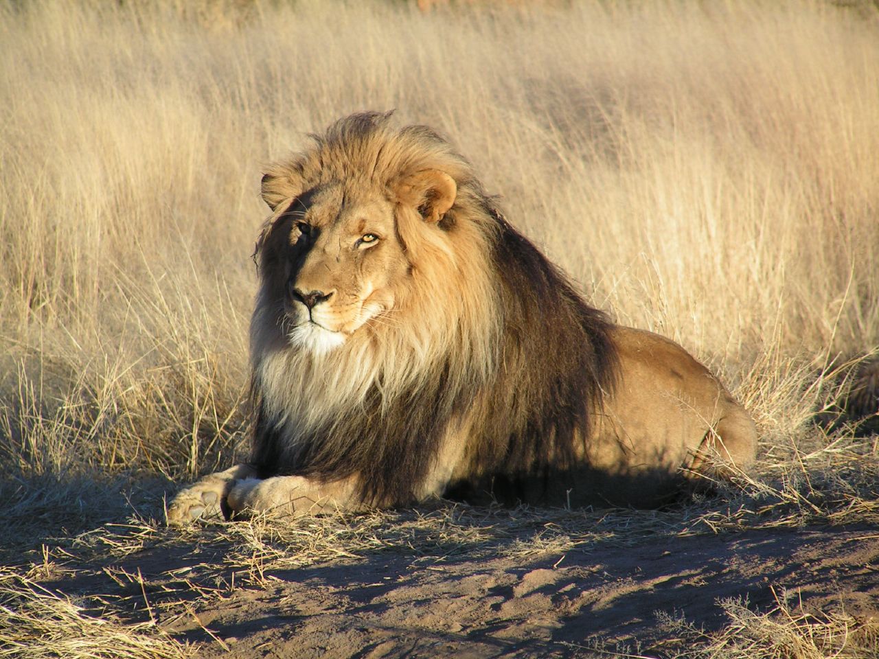 A lion lying down
